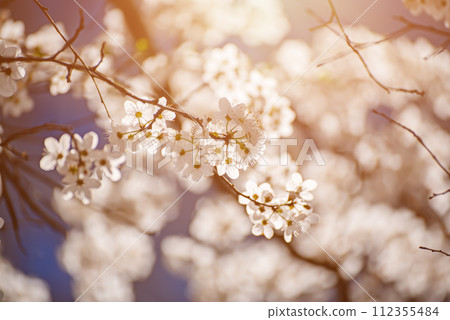 Apricot tree blossoms 112355484