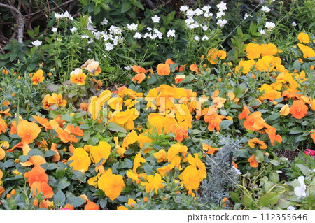 I walked through Mizonokuchi Station I walked through Mizonokuchi Station 112355646