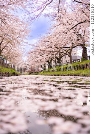 Cherry blossoms in full bloom along the Shinkawa River behind Kawagoe Hikawa Shrine Cherry blossoms in full bloom along the Shinkawa River behind Kawagoe Hikawa Shrine 112356110