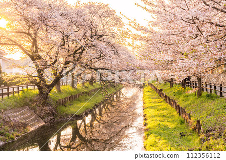 Cherry blossoms in full bloom along the Shinkawa River behind Kawagoe Hikawa Shrine Cherry blossoms in full bloom along the Shinkawa River behind Kawagoe Hikawa Shrine 112356112