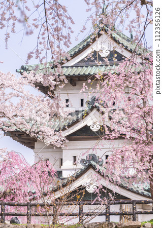青森弘前城和盛開的垂枝櫻花的絕景 112356126