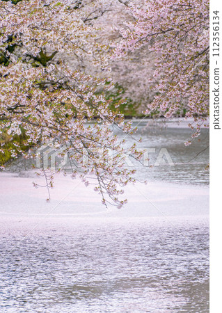 東北弘前城外護城河花筏春景 112356134