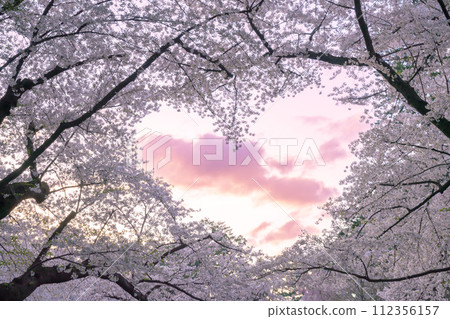 Hirosaki Castle's pink cherry blossoms and heart-shaped sky 112356157