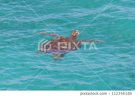 Nakijin Village, Kunigami District, Okinawa Prefecture Sea turtles swimming in the Kouri blue sea from Kouri Bridge Nakijin Village, Kunigami District, Okinawa Prefecture Sea turtles swimming in the Kouri blue sea from Kouri Bridge 112356180