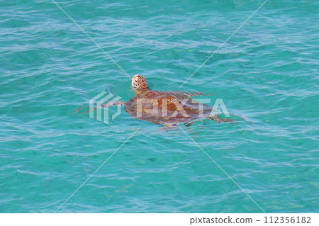 沖繩縣國頭郡今歸仁村 從古宇利橋在古宇利藍海中游泳的海龜 112356182