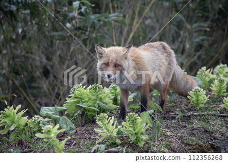 Kita fox on the roadside 112356268