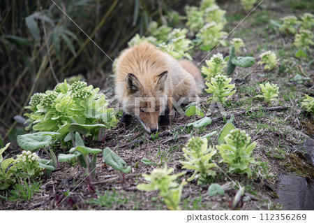 Kita fox on the roadside 112356269