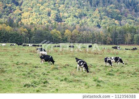 Cattle being grazed Cattle being grazed 112356388