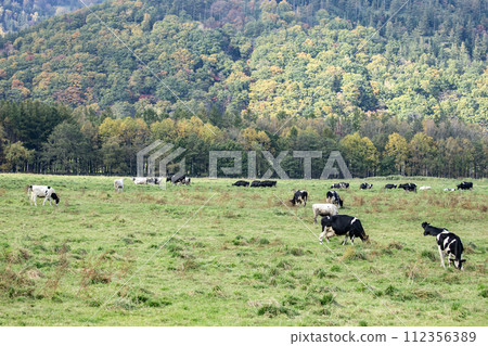 Cattle being grazed Cattle being grazed 112356389