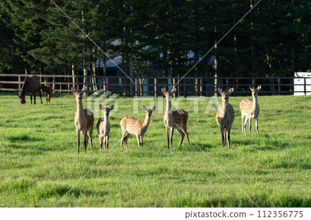 Ezo deer that appeared on the ranch 112356775