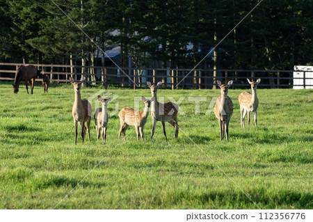 Ezo deer that appeared on the ranch Ezo deer that appeared on the ranch 112356776