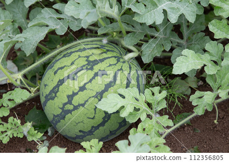 Watermelon field 112356805