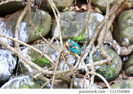 Kingfishes that stop on branches 112356966