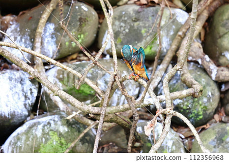 Kingfishes that stop on branches 112356968