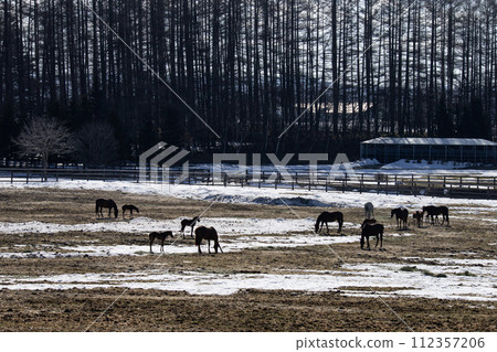 早春的純種馬農場 112357206