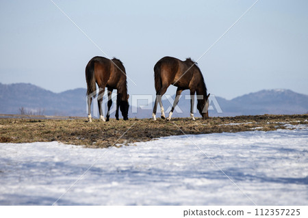 Thoroughbred farm in early spring 112357225