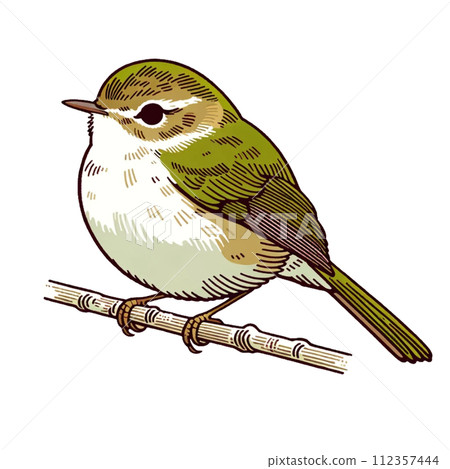 Warbler illustration cute animal 112357444