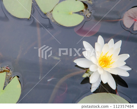 浮在水面上的睡蓮花 112357484