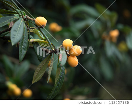 Shimozu loquat 112357586