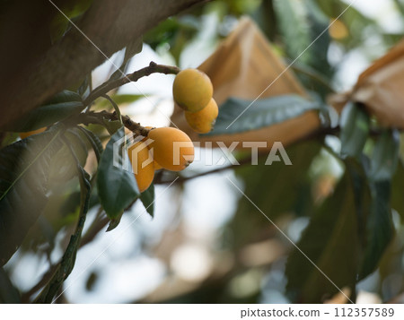 Shimozu loquat 112357589