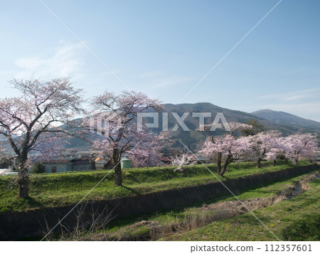 Tono cherry blossoms 112357601