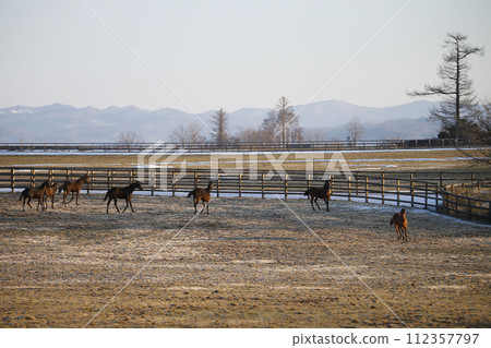 早春的純種馬農場 早春的純種馬農場 112357797