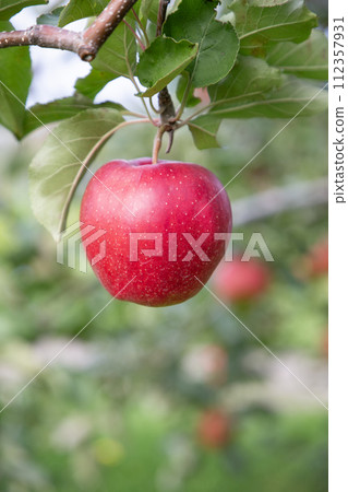 An orchard's apple 112357931