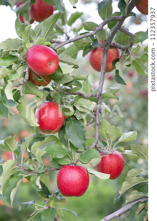 An orchard's apple 112357937