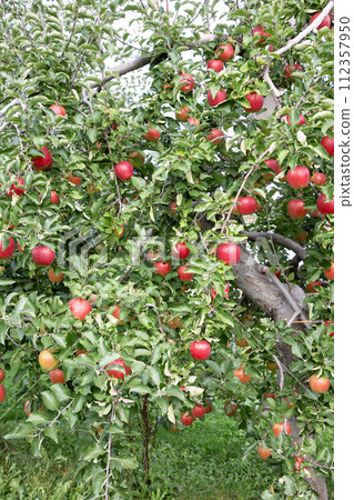 An orchard's apple An orchard's apple 112357950