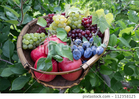 水果採摘圖片 112358125