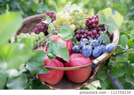 水果採摘圖片 水果採摘圖片 112358130