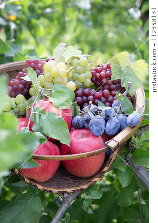 fruit picking image fruit picking image 112358131