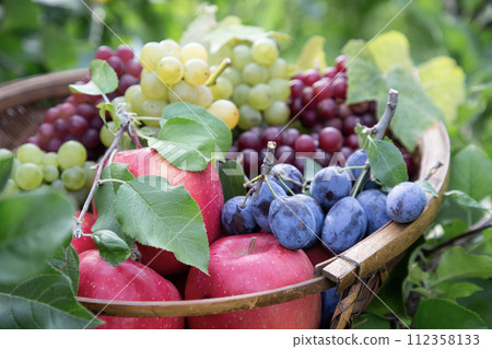 水果採摘圖片 112358133