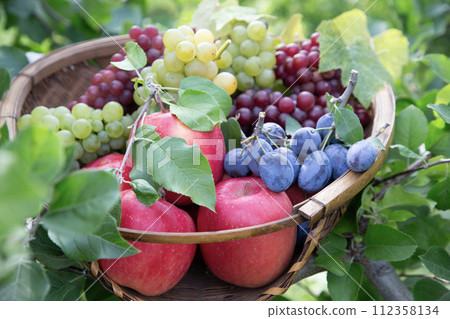 fruit picking image 112358134