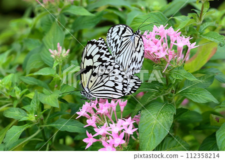 Ogo Madara, the prefectural butterfly of Okinawa Prefecture, is a spotted butterfly with a black and white pattern and is also known as the ``Lady of the South'' and the ``Newspaper Butterfly.'' 112358214