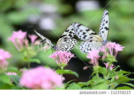 Ogo Madara, the prefectural butterfly of Okinawa Prefecture, is a spotted butterfly with a black and white pattern and is also known as the ``Lady of the South'' and the ``Newspaper Butterfly.'' 112358215