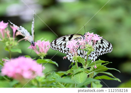 Ogo Madara, the prefectural butterfly of Okinawa Prefecture, is a spotted butterfly with a black and white pattern and is also known as the ``Lady of the South'' and the ``Newspaper Butterfly.'' Ogo Madara, the prefectural butterfly of Okinawa Prefecture, is a spotted butterfly with a black and white pattern and is also known as the ``Lady of the South'' and the ``Newspaper Butterfly.'' 112358216