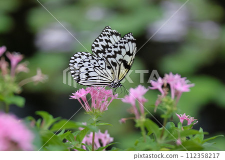Ogo Madara, the prefectural butterfly of Okinawa Prefecture, is a spotted butterfly with a black and white pattern and is also known as the ``Lady of the South'' and the ``Newspaper Butterfly.'' 112358217