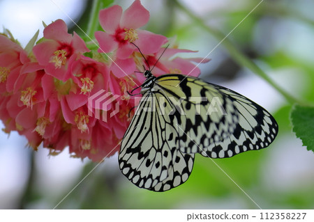 Ogo Madara, the prefectural butterfly of Okinawa Prefecture, is a spotted butterfly with a black and white pattern and is also known as the ``Lady of the South'' and the ``Newspaper Butterfly.'' Ogo Madara, the prefectural butterfly of Okinawa Prefecture, is a spotted butterfly with a black and white pattern and is also known as the ``Lady of the South'' and the ``Newspaper Butterfly.'' 112358227
