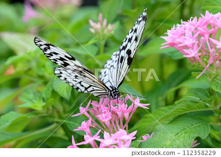 Ogo Madara, the prefectural butterfly of Okinawa Prefecture, is a spotted butterfly with a black and white pattern and is also known as the ``Lady of the South'' and the ``Newspaper Butterfly.'' Ogo Madara, the prefectural butterfly of Okinawa Prefecture, is a spotted butterfly with a black and white pattern and is also known as the ``Lady of the South'' and the ``Newspaper Butterfly.'' 112358229