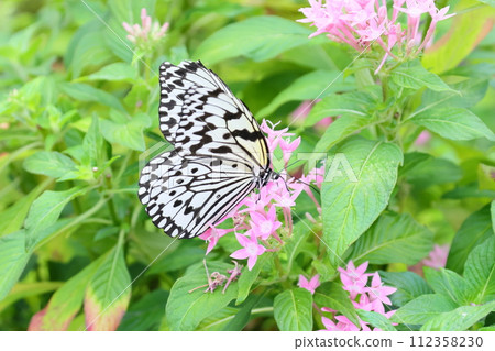 Ogo Madara, the prefectural butterfly of Okinawa Prefecture, is a spotted butterfly with a black and white pattern and is also known as the ``Lady of the South'' and the ``Newspaper Butterfly.'' Ogo Madara, the prefectural butterfly of Okinawa Prefecture, is a spotted butterfly with a black and white pattern and is also known as the ``Lady of the South'' and the ``Newspaper Butterfly.'' 112358230