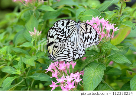 Ogo Madara, the prefectural butterfly of Okinawa Prefecture, is a spotted butterfly with a black and white pattern and is also known as the ``Lady of the South'' and the ``Newspaper Butterfly.'' 112358234