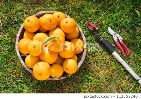 Harvested Hassaku 112358240