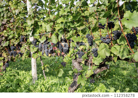 Autumn wine field 112358278