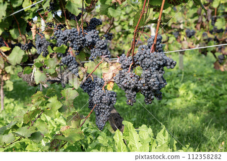 Autumn wine field Autumn wine field 112358282
