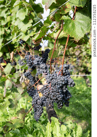 Autumn wine field Autumn wine field 112358285