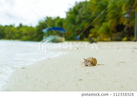 Hermit crab walking along the coast Hermit crab walking along the coast 112358328