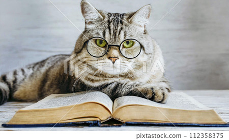 fluffy cat reading book, 16:9 widescreen backdrop / wallpaper fluffy cat reading book, 16:9 widescreen backdrop / wallpaper 112358375