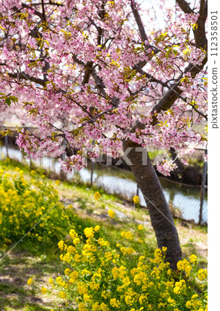 松阪笠松河津櫻 松阪笠松河津櫻 112358501