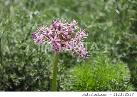 Tel Aviv onion (lat.- Allium tel-avivense) 112358537